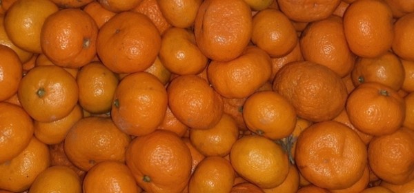 Ацитрустә сезон алагара инаркны 23,5 тонна инареиҳаны амандарина Аԥсны иалганы идәықәҵоуп.