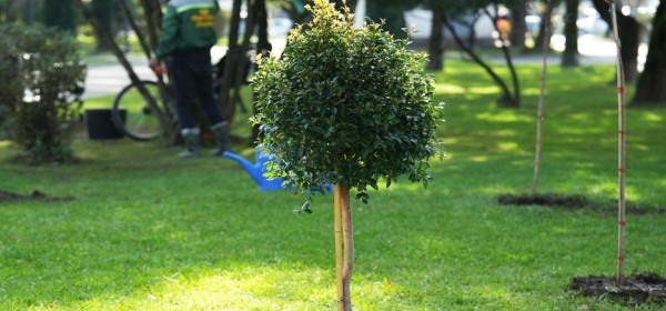 Аҟәа ақалақь аҿы 2026 шықәсазы 500 шьапы рҟынӡа аҵла ҿыцқәа еиҭаҳахоит.