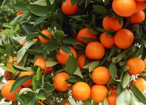 2844 тонны мандаринов экспортировали из Абхазии с конца сентября