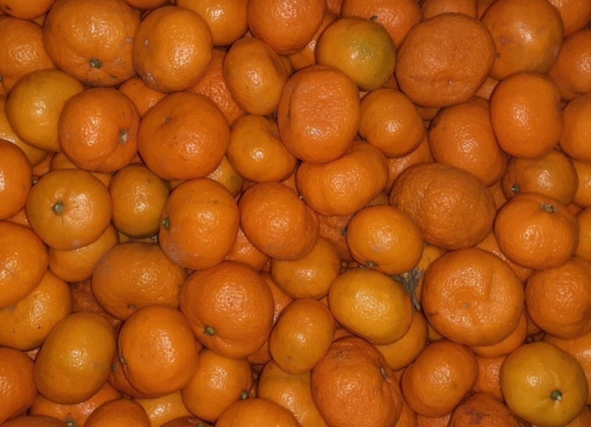 Более 23,5 тонны мандаринов вывезено из Абхазии с начала цитрусового сезона