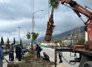 240 пальм высадят на улице Абазгаа в Гагре