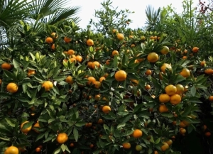 Аҟәа араион ақыҭанхамҩа аҿиара апрограммазы аҭыԥантәи абиуџьет аҟынтәи иазоужьуп 3 млн. мааҭ.