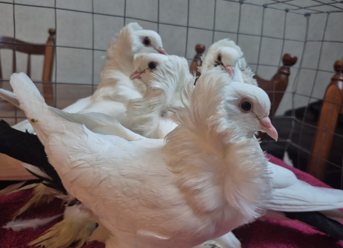 Абхазская порода голубей признана лучшей на Московской международной выставке