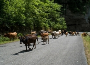 Автеринартә маҵзурақәа рзы иҿыцу ахәԥсеилыркаага шьақәырӷәӷәоуп.