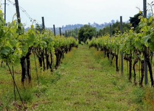 В Сухуме состоится информационный воркшоп