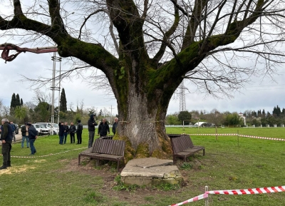 Дело Ираклия Багателия, повредившего липу на Лыхнашта, передано в суд   