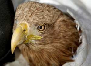 Роман Дбар: стрельба в краснокнижных птиц — это преступление, требующее жесткого наказания