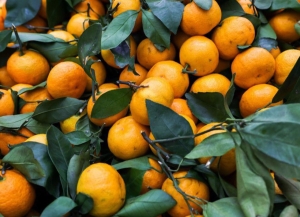 32 тыс. тонн мандаринов вывезено из Абхазии с начала цитрусового сезона