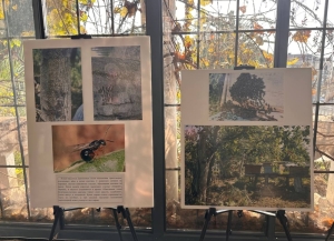 IV ежегодный День каштана отметили в Сухуме