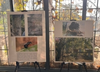 IV ежегодный День каштана отметили в Сухуме