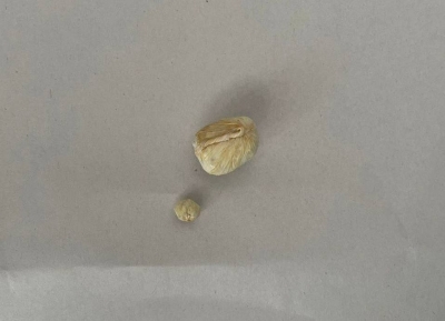 Аҳәынҭқарратә ҳазалхратә Еилакы аусзуҩцәа Аԥсны атәылауаҩ граммк еиҳаны аметадон идырбалеит.