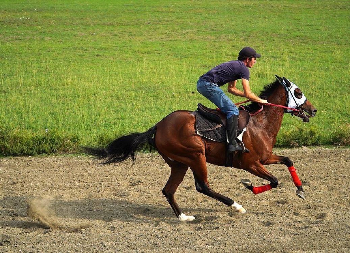 Всадник из Ачандары: как семья Чхебелия хранит традиции абхазского коневодства