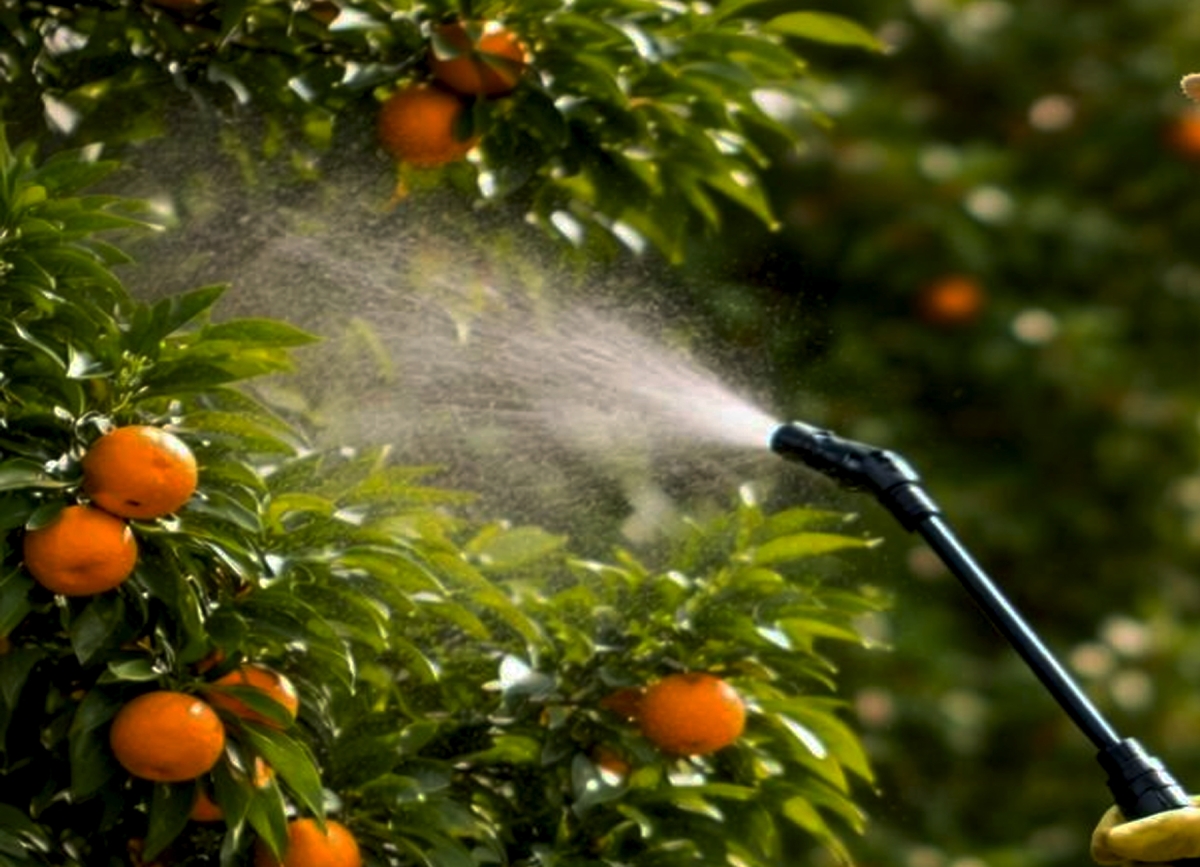 Минсельхоз Абхазии информирует о правилах весеннего опрыскивания цитрусовых