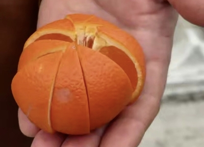 Цитрусовый гибрид минеолу презентовали на фестивале «Мандарин» в Сухуме