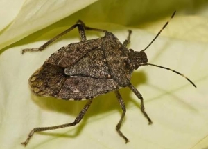 Аԥсны ақыҭанхамҩа Аминистрра амармалтәашьтә пты аҿагылара атактика аԥсахуеит.