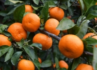 11 091 тонну мандаринов вывезли из Абхазии с начала цитрусового сезона