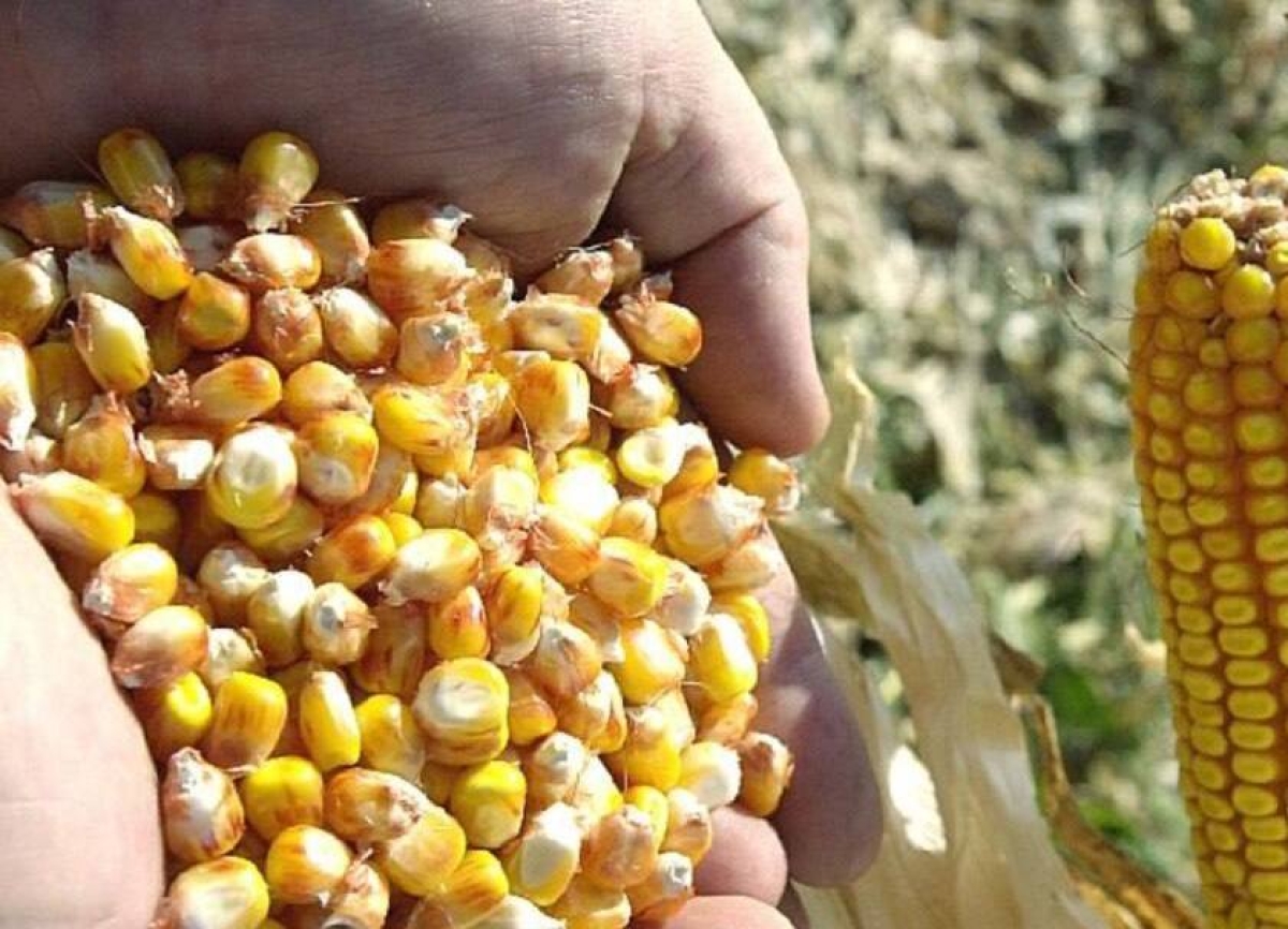 4 млн рублей выделено на приобретение посевной кукурузы