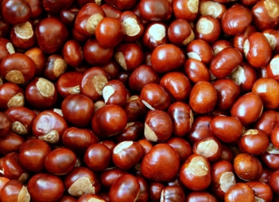 День каштана будут отмечать в Сухуме 15 ноября