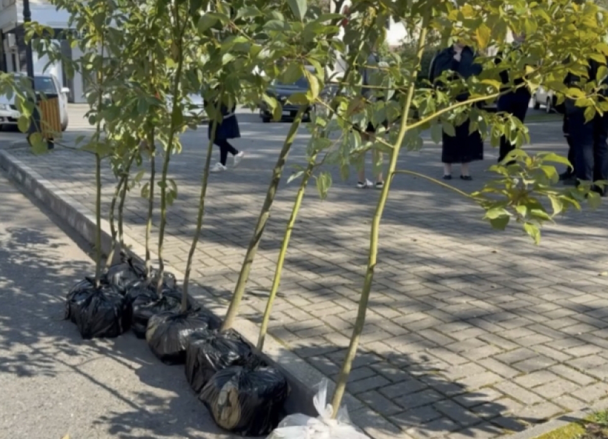 В Сухуме озеленяют центральные улицы: высадка камфорных лавров и планы по восстановлению аллей