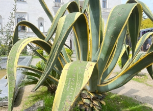 Агавы в центре Сухума подверглись вандализму