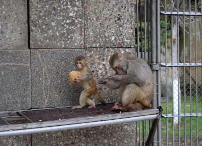 От слов к делу: фонд «Сухумские мартышки» начал работу