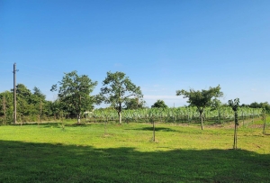 III Национальный конкурс вин имени Н.Б. Ачба стартует 16 февраля