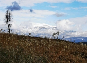 Специалисты «РосАгрохимслужбы» впервые провели обследование земель в Абхазии