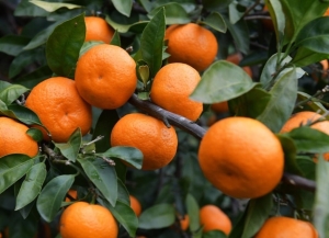 19 154 тонны мандаринов вывезено из Абхазии с начала цитрусового сезона