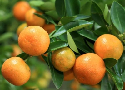 503 тонны мандаринов нового урожая экспортировано в Россию