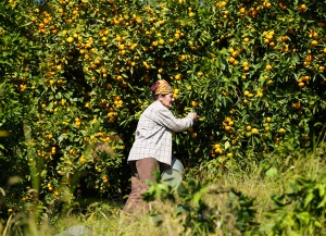 В Абхазии в разгаре сезон сбора мандаринов